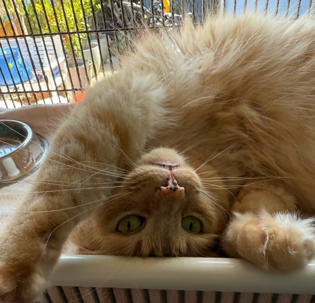 A fluffy orange cat at the National Cat Protection Society