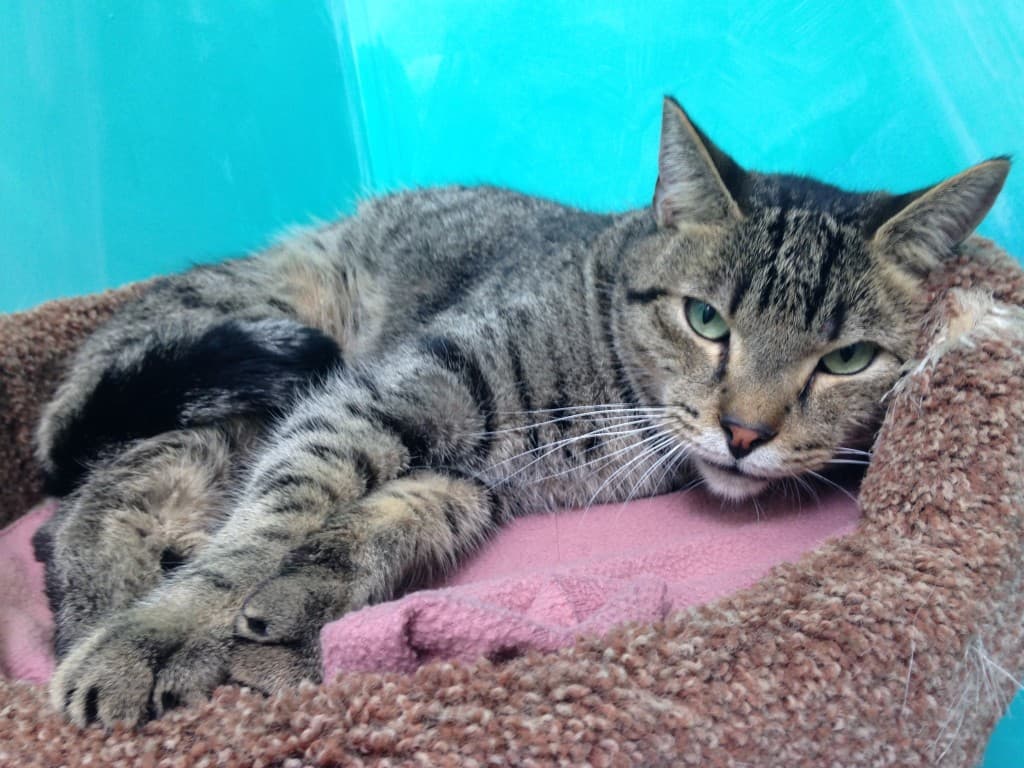Drop off donations at our cat shelters
